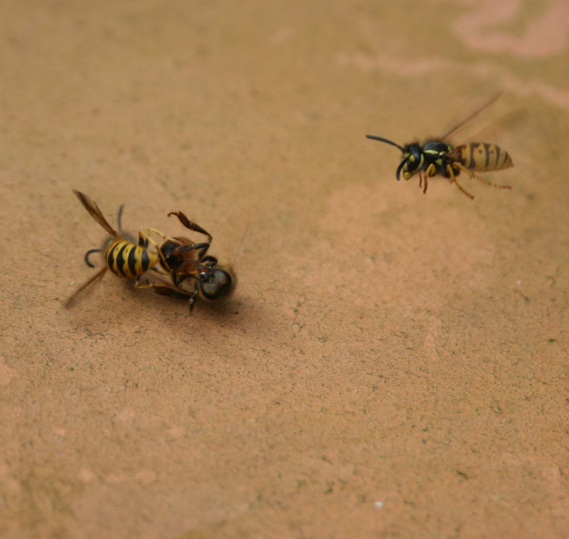 wasps-attacking-bees 019a.jpg